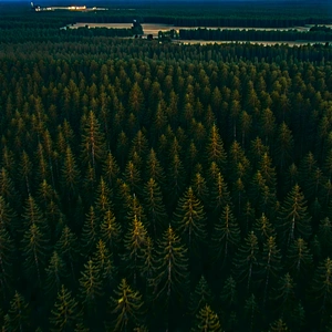 Nature Aerial Photography: Forest scene during night