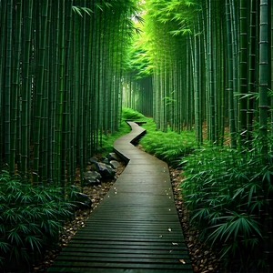 Nature Architectural Photography: Path through bamboo grove