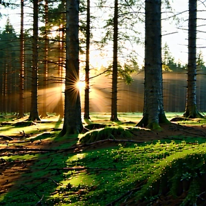 Nature Long Exposure Photography: Forest Scene During Sunrise With Image, There