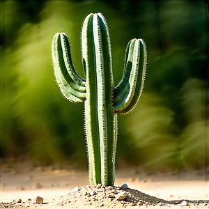 Nature Drone Photography: Cactus In Natural Setting With Small Cactus