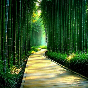 Nature Advertising Photography: Path through bamboo grove