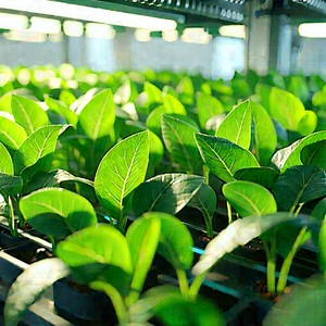Agricultural technology in tech office