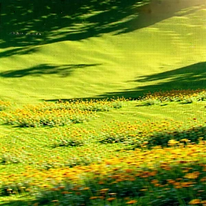 Nature Drone Photography: Wildflowers In Sunlit Clearing With Field Yellow