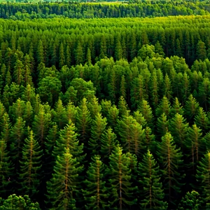 Nature Tilt-Shift Photography: Aerial view of (forest:1.16) canopy