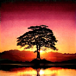 Nature Architectural Photography: Ancient Tree In Natural Setting With Large Tree