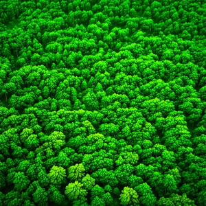 Nature Octane Render: Aerial view of forest canopy