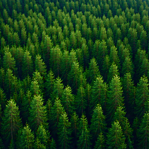 Nature 3d Render: Aerial View Of Forest Canopy With Image, There