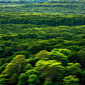 Nature Architectural Photography: Aerial View Of Forest Canopy With Lush Green