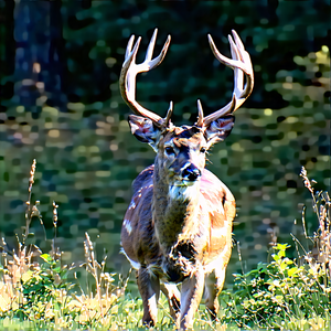Nature Etching: Deer In Natural Habitat With Deer Large