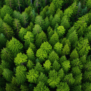 Nature Macro Photography: Aerial view of forest canopy